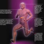 Aprovecha los beneficios de la actividad física en tu sistema endocrino