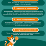 Aprovecha los beneficios de la castración en gatos adultos