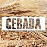 Aprovecha los beneficios de la cebada para tu bebé