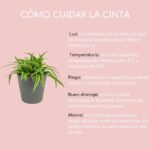 Aprovecha los beneficios de la cinta en tu día a día