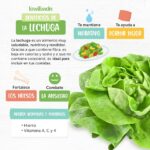 Aprovecha los beneficios de la lechuga en tu dieta