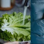 Aprovecha los beneficios de la lechuga nocturna