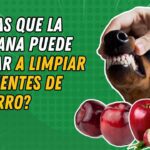 Aprovecha los beneficios de la manzana para tu perro
