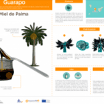 Aprovecha los beneficios de la miel de palma