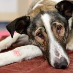 Aprovecha los beneficios de la miel para tu perro