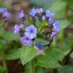Aprovecha los beneficios de la pulmonaria