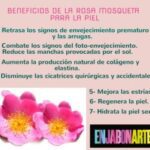Aprovecha los beneficios de la rosa mosqueta para tu piel
