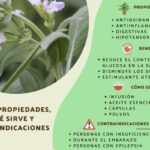 Aprovecha los beneficios de la salvia para tu cabello