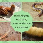 Aprovecha los beneficios de los miríapodos