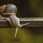 Aprovecha los beneficios del baba de caracol para una piel radiante
