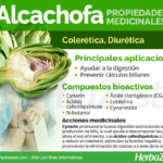 Aprovecha los beneficios del extracto de alcachofa