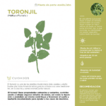Aprovecha los beneficios del toronjil en tu vida