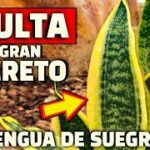 Aprovecha los beneficios ocultos de tu lengua