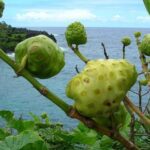 Aprovecha los poderosos beneficios del noni