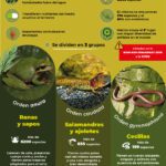 Beneficios acuáticos: todo sobre los anfibios