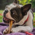 Beneficios animalísticos: asta-ciervo y perro