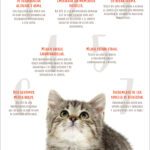 Beneficios de adoptar un gato adulto
