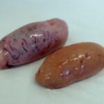 Beneficios de aprovechar todo el poder de los testículos de toro