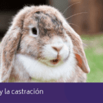 Beneficios de castrar a tu conejo