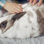 Beneficios de castrar a tu conejo macho