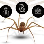 Beneficios de convivir con arañas en casa