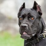 Beneficios de cortar las orejas de tu perro