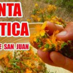 Los increíbles beneficios de la hierba de San Juan