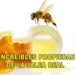 Los increíbles beneficios de la jalea real de las abejas