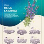 Los increíbles beneficios de la lavanda para tu piel