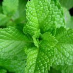 Los increíbles beneficios de la menta para tu cabello