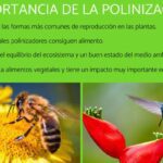 Los increíbles beneficios de la polinización por abejas
