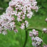 Los increíbles beneficios de la valeriana