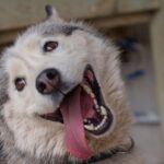 Los increíbles beneficios de tener un cachorro