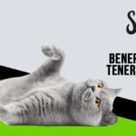 Los increíbles beneficios de tener un gato en casa