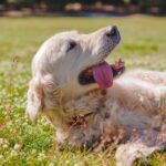 Los increíbles beneficios de tener un golden retriever