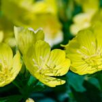 Los increíbles beneficios del aceite de onagra