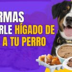 Los increíbles beneficios para la salud de consumir hígado de pollo para tu perro