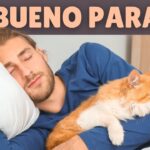 Los inesperados beneficios de dormir con tu gato