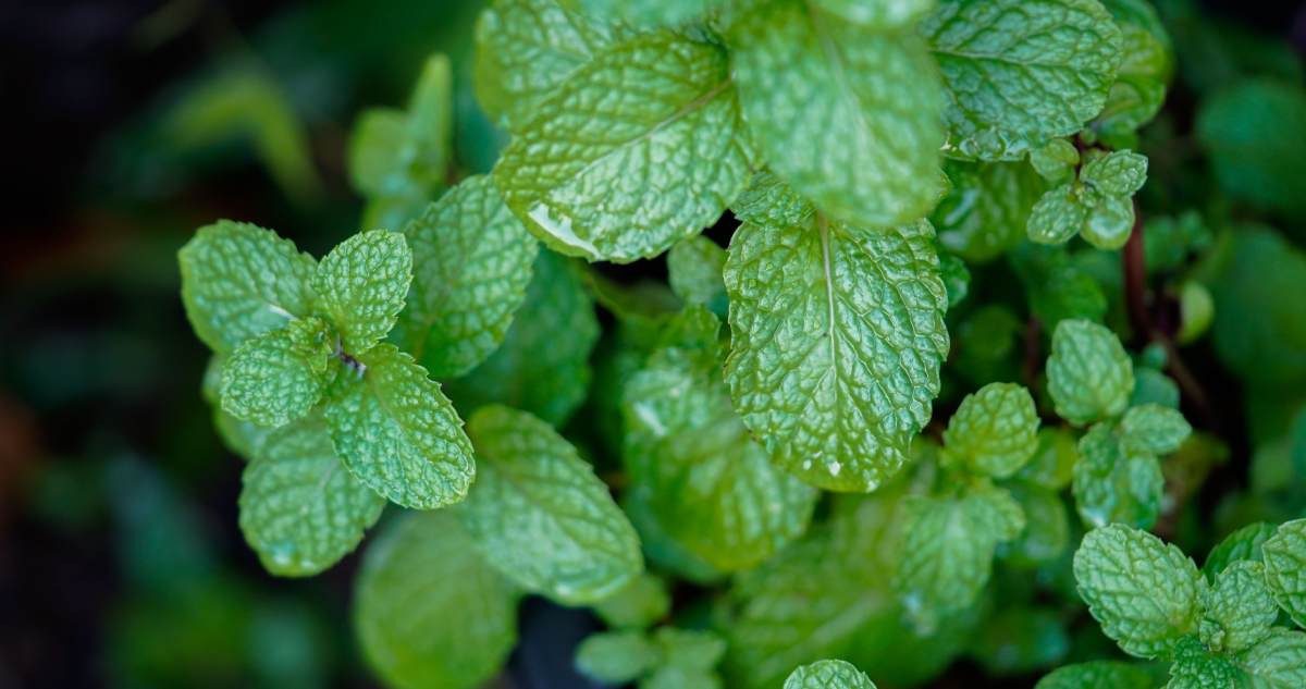 Los poderosos beneficios de la hierbabuena en infusión - Bienestar Cósmico