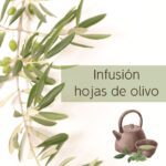 Los secretos de la infusión de hoja de olivo