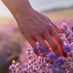 Los secretos de la lavanda para una piel radiante