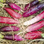 Los secretos del rábano rojo