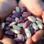 Los sorprendentes beneficios de las alubias