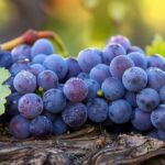 Los sorprendentes beneficios de las uvas negras