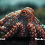 Maravillas del pulpo: beneficios y usos sorprendentes