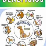 Beneficios de esterilizar a tu mascota