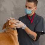 Beneficios de estudiar veterinaria