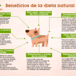 Beneficios de la alimentación con dieta barf para tu perro
