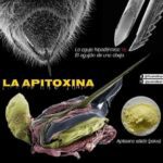 Beneficios de la apitoxina de las abejas