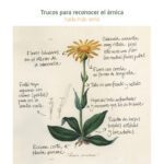 Beneficios de la árnica para tu piel